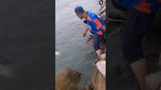 Siakap 20kg Giant Barramundi Ever Caught In Penang barramundi [upl. by Edorej]