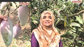 চিয়াংমাই আমের অসাধারন ফলন ।। Chiang Mai Mango ।। Chiang Mai Mango Tree [upl. by Erving]