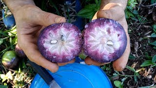 EP21 El caimito morado Chrysophyllum cainito  Cosechando de un árbol gigante junto a David [upl. by Alfons]