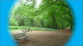 Le Petit Bois de Mont sur Marchienne [upl. by Senecal]