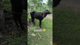 Murra ki Jyoti Lani 🐂 chita 🐆 ka reaction 😱 KUMAWATYASHRAJ viral  trending YouTube shorts [upl. by Ahsineb]