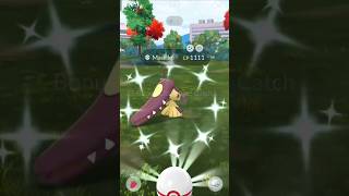 Mawile raid day  shiny ✨ hunt 🥳 [upl. by Martie]