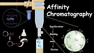 affinity chromatography [upl. by Ynatterb]