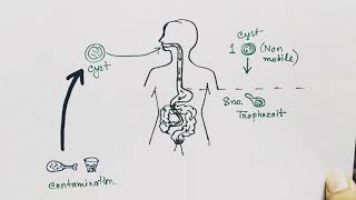 Entamoeba histolytica life cycle  hindi   Amoebic dysentry  parasitic protozoan [upl. by Hsekar]