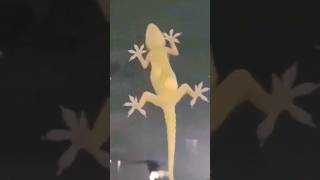 lizard with eggstravelvlog nature [upl. by Sparks]