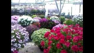 Fir Trees Pelargonium Nursery  Show plants [upl. by Lednar]