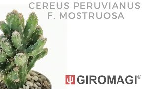 Cereus peruvianus f mostruosa [upl. by Nagiam]