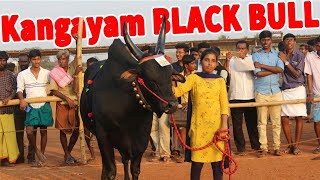 16 வயது கல்லூரி மாணவி வளர்க்கும் அடங்காத காங்கேயம் காரி காளை  kangayam jallikattu Bull [upl. by Egarton]