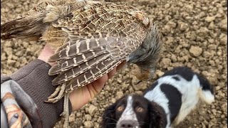 Chasse Au Petit Gibier Au CAL 20 Faisan Perdreau Pigeon [upl. by Lord685]