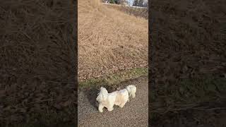 1 Chewy and Teddy at Kennedale Ravine Offleash Area [upl. by Laurianne31]