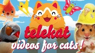 The Greatest Video For Cats Ever Told  Telekat ‥ [upl. by Hannahoj]