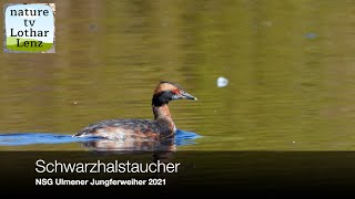 Schwarzhalstaucher Podiceps nigricollis  Wagbachniederung [upl. by Nnairahs]