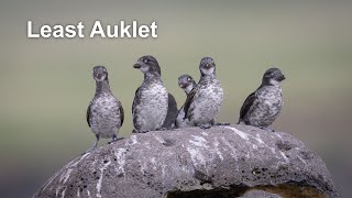 Least Auklet St Paul Island Alaska [upl. by Thurnau258]