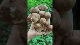 🍄‍🟫🍁🍄‍🟫🍁🔥mushroom boletus fungi grzyby porcini pilze грибы білігриби [upl. by Mian]