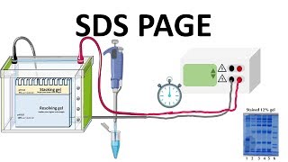 SDS PAGE  How does it works [upl. by Marilou]