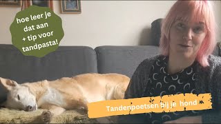 Tandenpoetsen bij je hond hoe en waarom doe je dat [upl. by Aetnahc]