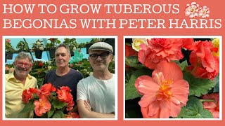 How to grow amp propagate Tuberous Begonias with expert Peter Harris [upl. by Levitan]