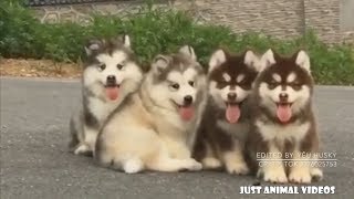 WORLDS CUTEST MALAMUTE PUPPIES  Heart Melting Puppies [upl. by Nason]