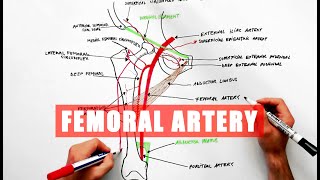 Femoral Artery and its branches  Anatomy tutorial [upl. by Reamonn]