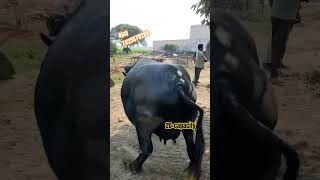 7425878288📞top murrah buffalo best dairy farm latest video rajasthan sri ganganagar cow buffalo [upl. by Veal]