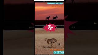 Pronghorn Antelopes Running at Full Speed vs Cheetah Running Speed cheetah pronghorn top1 top20 [upl. by Oiramrej]