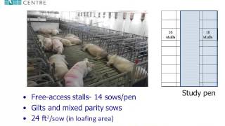 Dr Jennifer Brown  Group Formation And Mixing Times For Gestating Sows [upl. by Sorvats136]