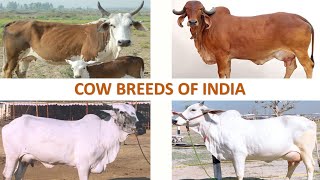 Cow Breeds of India 🐄 🇮🇳  Livestock  Indian Animals [upl. by Cristionna]