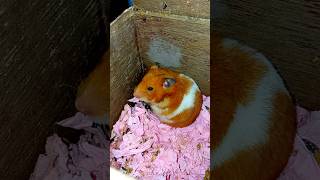 পোষা হ্যামস্টার। hamster life। hamster [upl. by Adelaida]