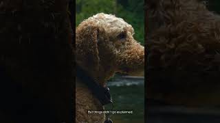 Why Labradoodles Are Taking Over Homes Everywhere [upl. by Ithsav]