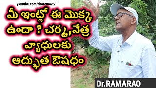 Amazing benefits of Nandivardhanam Tabernaemontana divaricata pinwheel flower  sharenowtv [upl. by Zerlina]