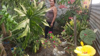 VIsitando el jardin de brendita [upl. by Ashwell]