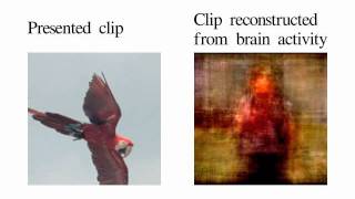 Movie reconstruction from human brain activity [upl. by Nikral]