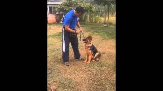 Adiestramiento de perros Obediencia sacha sentado y echado [upl. by Suinuj630]