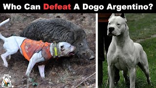 6 Dogs That Could Defeat a Dogo Argentino [upl. by Phaedra943]