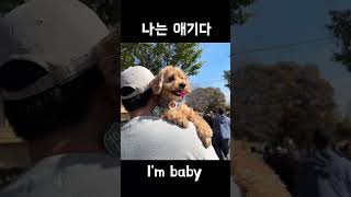 6살이지만 나는 애기다 maltipoo puppy dog [upl. by Lashonda]