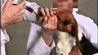 Vivisection exposed Newsnight July 1990 [upl. by Christmann]