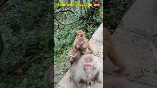 Angry Monkey Part 165 jokes funnyjokes funnyvideo shorts short shortsvideo youtubeshorts [upl. by Ekim]