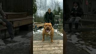 World Dangerous dog breeds list trending funny comedy ytshort [upl. by Ylil976]