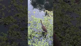 Common Gallinule Bird [upl. by Millda]