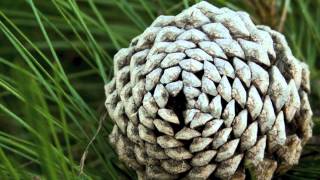 Fibonacci Sequence in Nature [upl. by Mattson949]