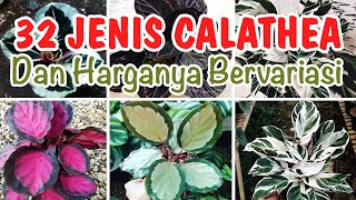 JENISJENIS CALATHEA BESERTA HARGANYA [upl. by Jews]