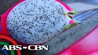 Salamat Dok Dragon Fruit  Cure mula sa Nature [upl. by Nawed]