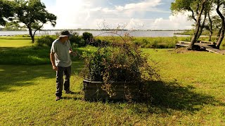 Rescuing The Boysenberries [upl. by Ludwigg]