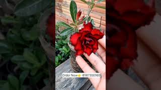 Rare red colour imported adenium variety plants online shopping plant🌻🌹🏵️ adenium plants flower [upl. by Anits267]