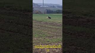 Rennende Zuckerschnecke schneller wie ein Pferd🐕🌞☄️ candyzuckerschnecke animals funnydogs candy [upl. by Aubry]