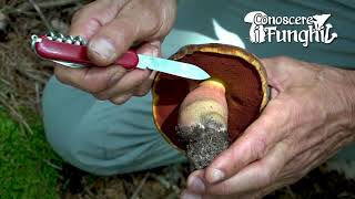 Conoscere i Funghi Boletus erythropus  COMMESTIBILE [upl. by Idoux]