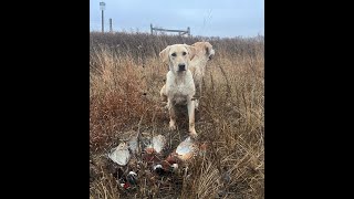 Cloudy with a Chance of Limits  South Dakota Pheasant Hunting 2024 [upl. by Slyke]