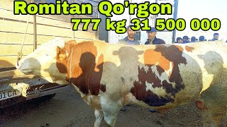 Romitan Qorgon mol bozori buqalar narxlari 23may 2024 [upl. by Ecirpak]