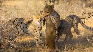 Cheetah Cubs Master Hunting  The Cheetah Family amp Me  BBC Earth [upl. by Chavez]