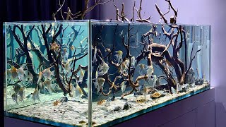 Unbelievable Angelfish Aquarium Beautiful amp Clean Angelfish Aquascape [upl. by Fahy240]